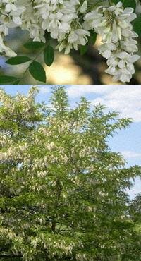 белая акация