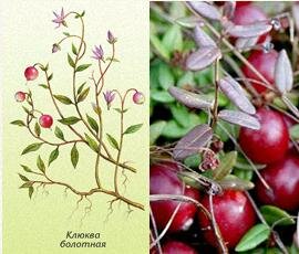 клюква