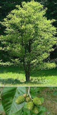 ольха серая