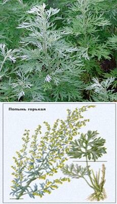 полынь горькая