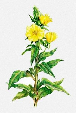 примула вечерняя