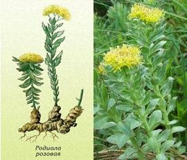 родиола розовая