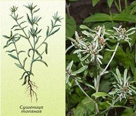 сушеница болотная картинка