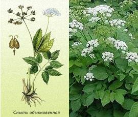 сныть обыкновенная картинка