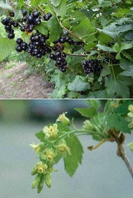 чёрная смородина картинка