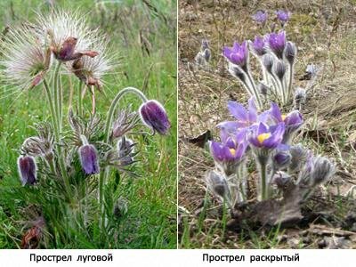 картинка прострел луговой и прострел раскрытый (сравнение)