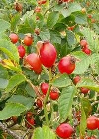 щиповник коричный