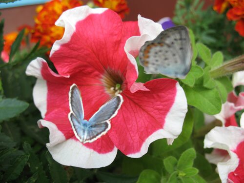 Бабочки на цветке